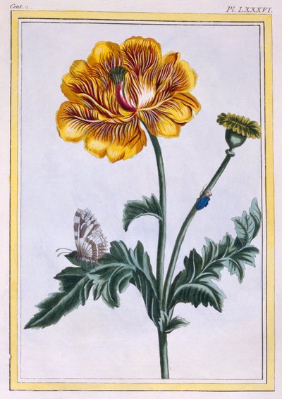 Ranúnculo rastrero doble, Ranunculus repens Var: Pleniflorus, c.1776 de Pierre Joseph Buchoz